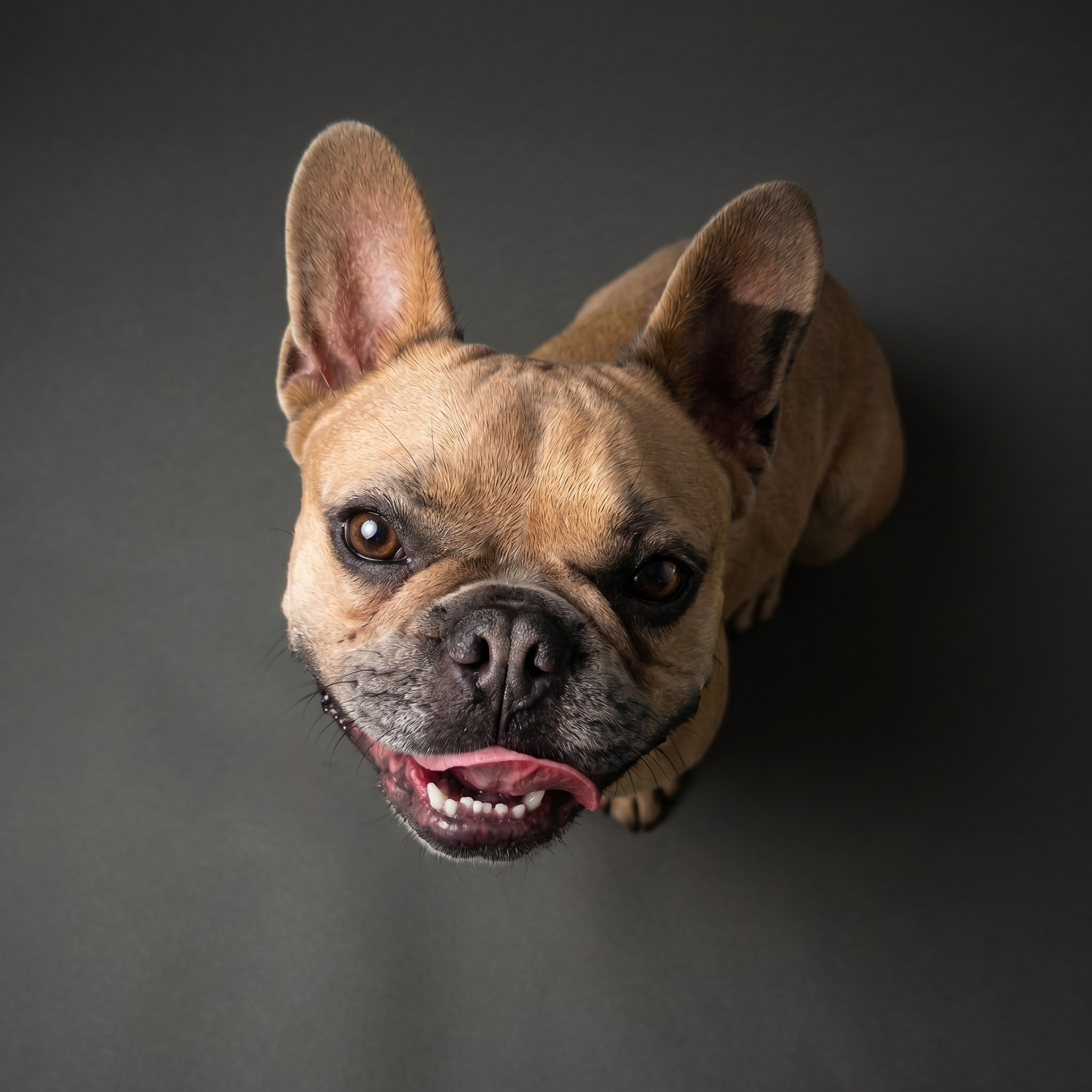Franse Bulldog