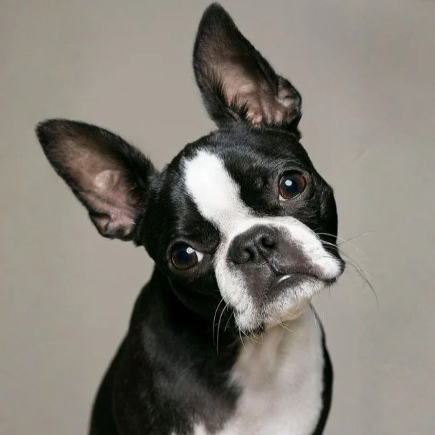 Boston Terrier