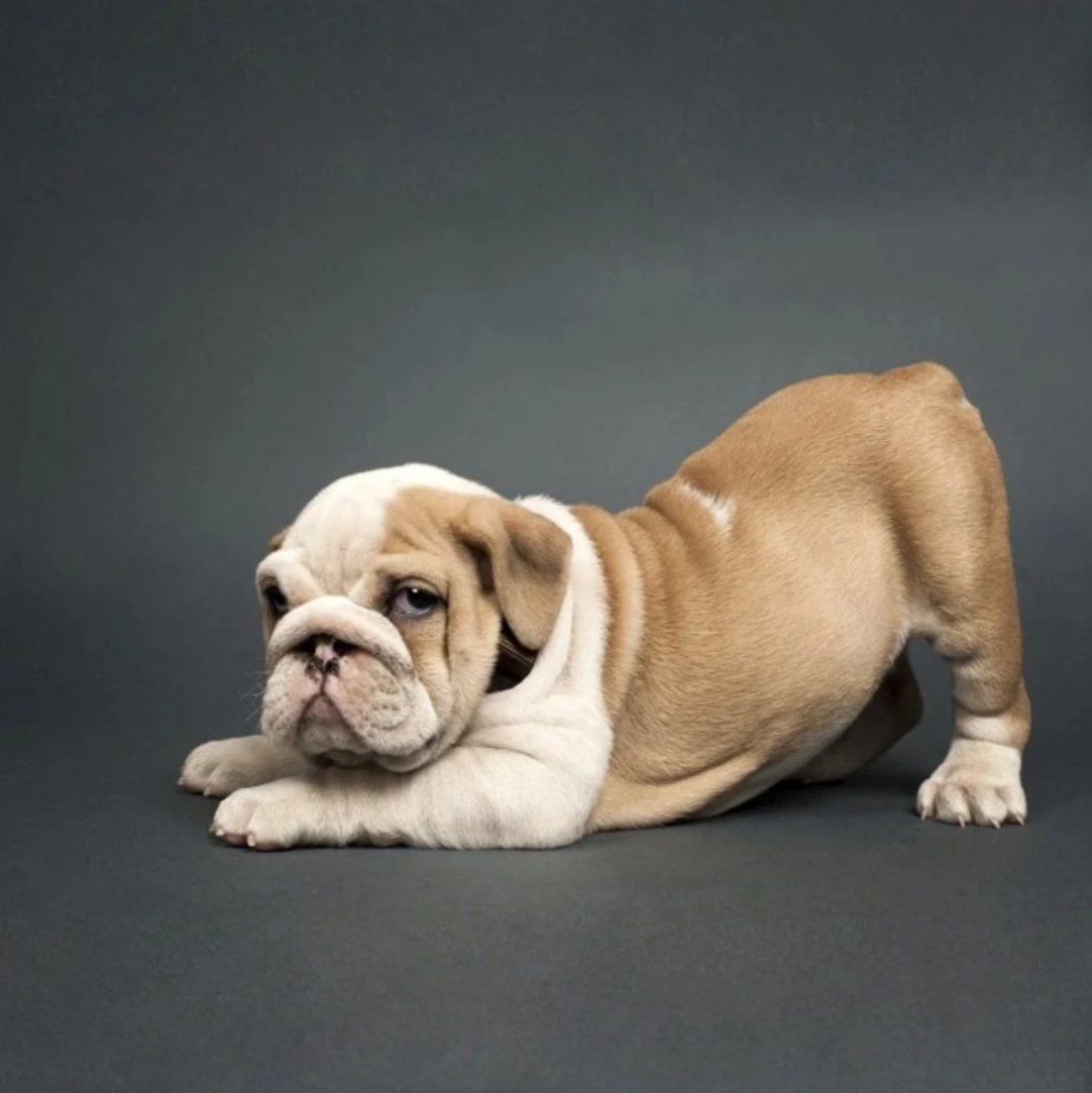 Engelse Bulldog